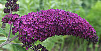 Butterfly Bush (Buddleja)