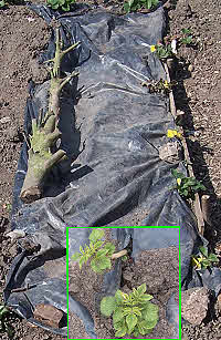 Controlling weeds & growing potatoes under a sheet