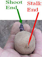 Upside down potato tuber showing stalk end and shoot end
