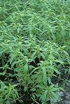 summer savory