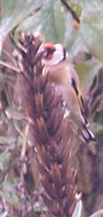 wild flowers - Goldfinch gleaning seed from evening primrose